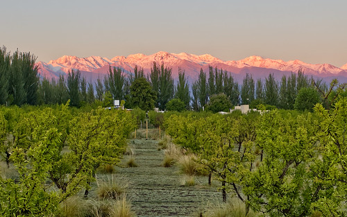 proraw iphone14promax valle vale de uco mendoza argentina amanhacer amanecer almendras plantação amendoas