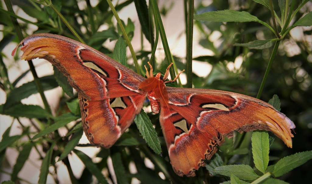 Atlas Butterfly