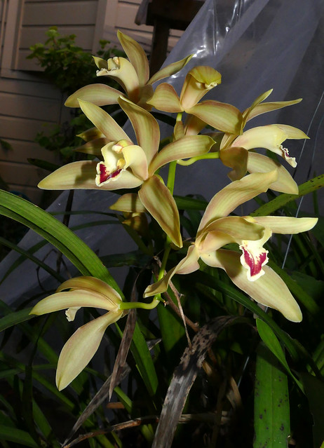 Cymbidium Lowio-mastersii primary hybrid orchid