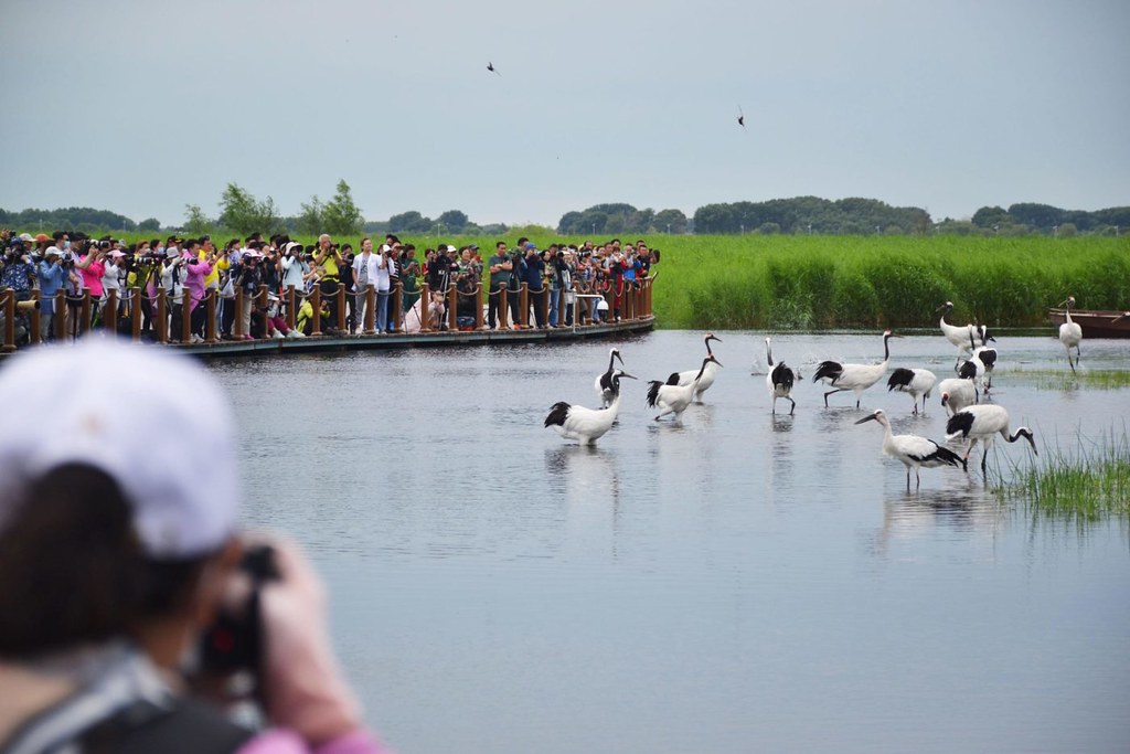 遊客在黑龍江紮龍自然保護區觀賞丹頂鶴，該保護區是中國64處國際重要濕地之一。 圖片來源：Alamy