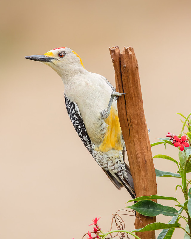 Gold-fronted Woodpecker by Steve Ornberg - Class A Digital -Award - Nov 2022