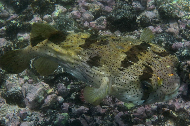 Чёрно-мраморная рыба-ёж, Diodon liturosus, Black-blotched porcupinefish