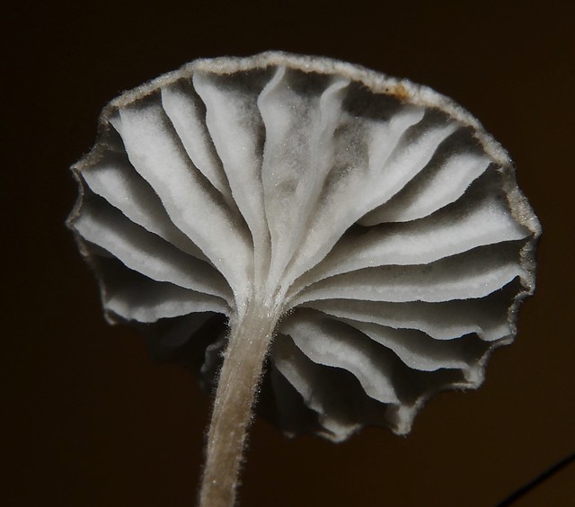 Granny's rag hat cap fungi gilled mushroom Marasmiellus sp Marasmiaceae Mandalay rainforest Airlie Beach P1480231