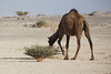 Koráb pouště, foto: Petr Nejedlý