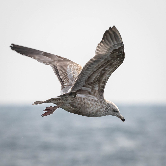 Herring Gull over Lake Superior