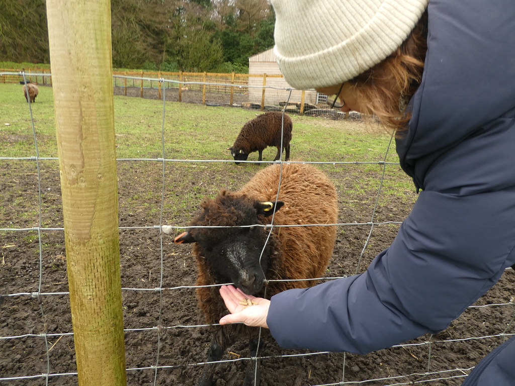 Feeding a sheep at Matlock Farm Park
