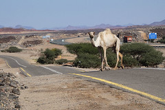 Koráb pouště na saúdských silnicích