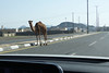 Někde v Saúdské Arábii, foto: Petr Nejedlý