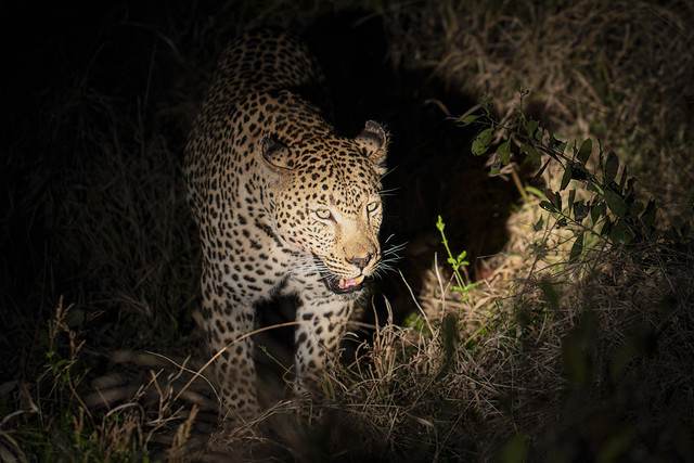 Tortoise Pan, a male leopard, suddenly emerges from the darkness of african night. Elephant Plains Game Lodge, Sabi Sands Game Reserve, Kruger National Park, South Africa.