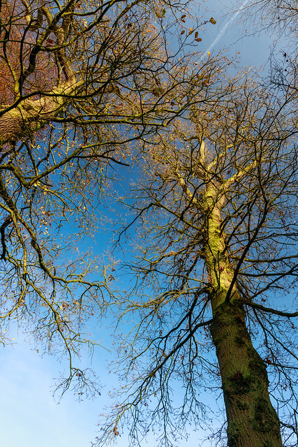 Trees in Winter - Clivden Woodland Walk