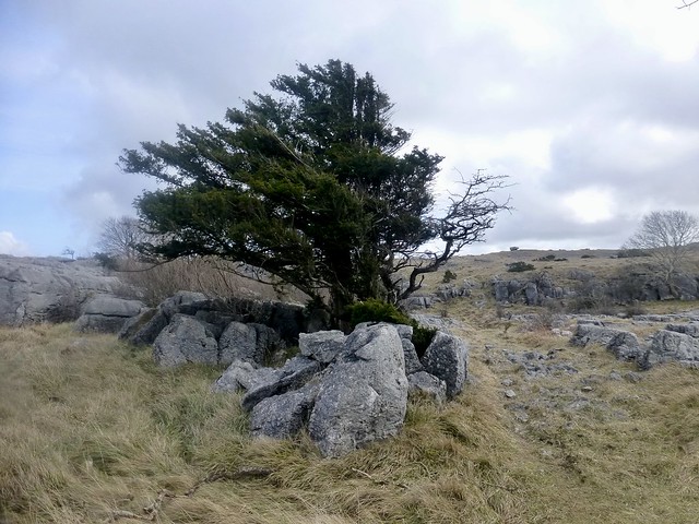 Stunted Tree, Limestone Country