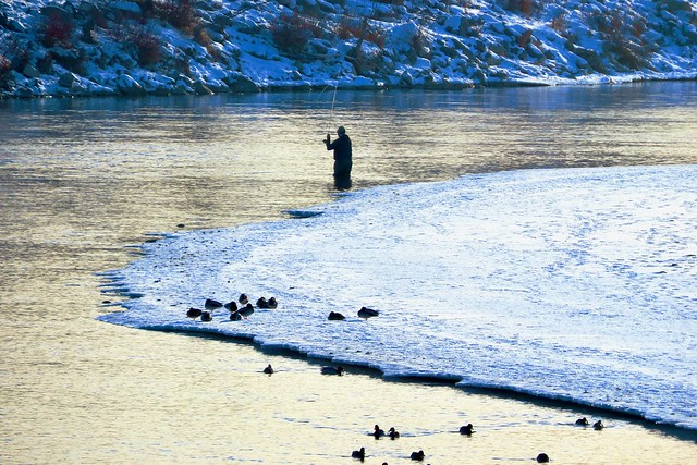 Fisher on the Bow River during Calgary's winter