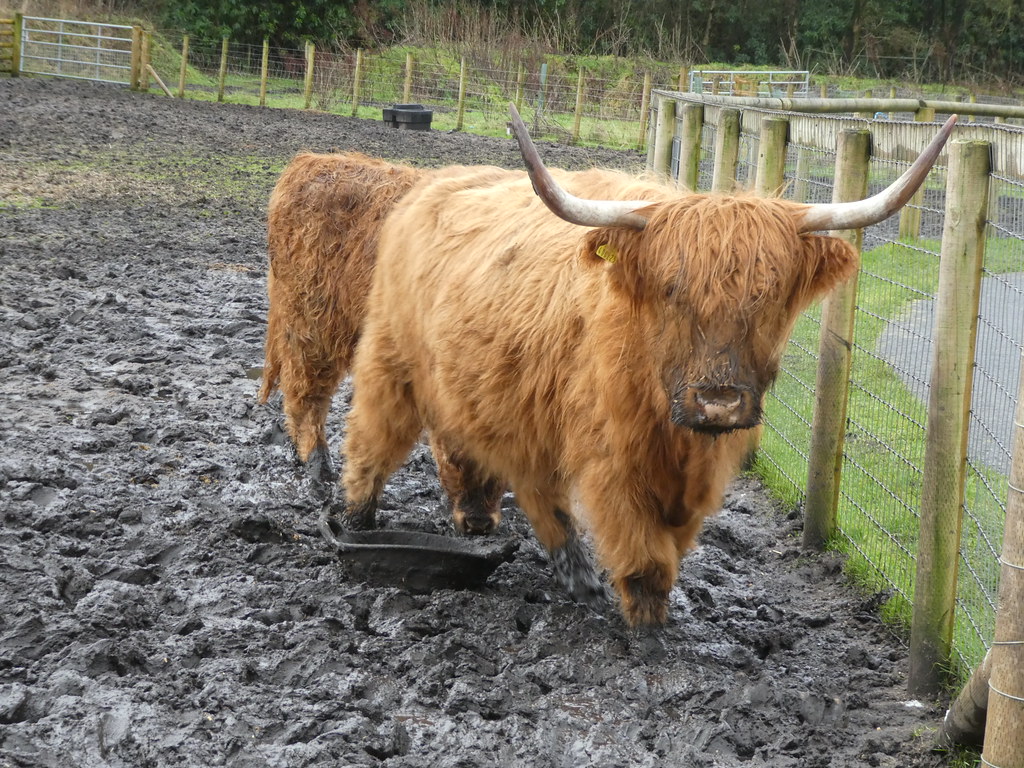 Highland cattle, Matlock Farm Park