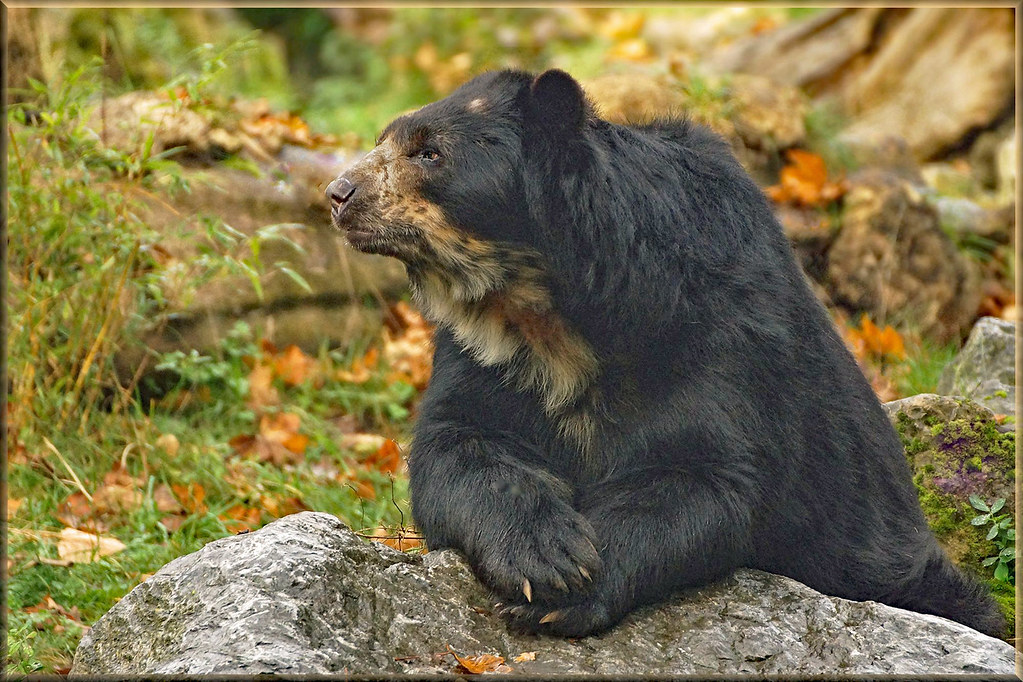 Andean bear on the lookout