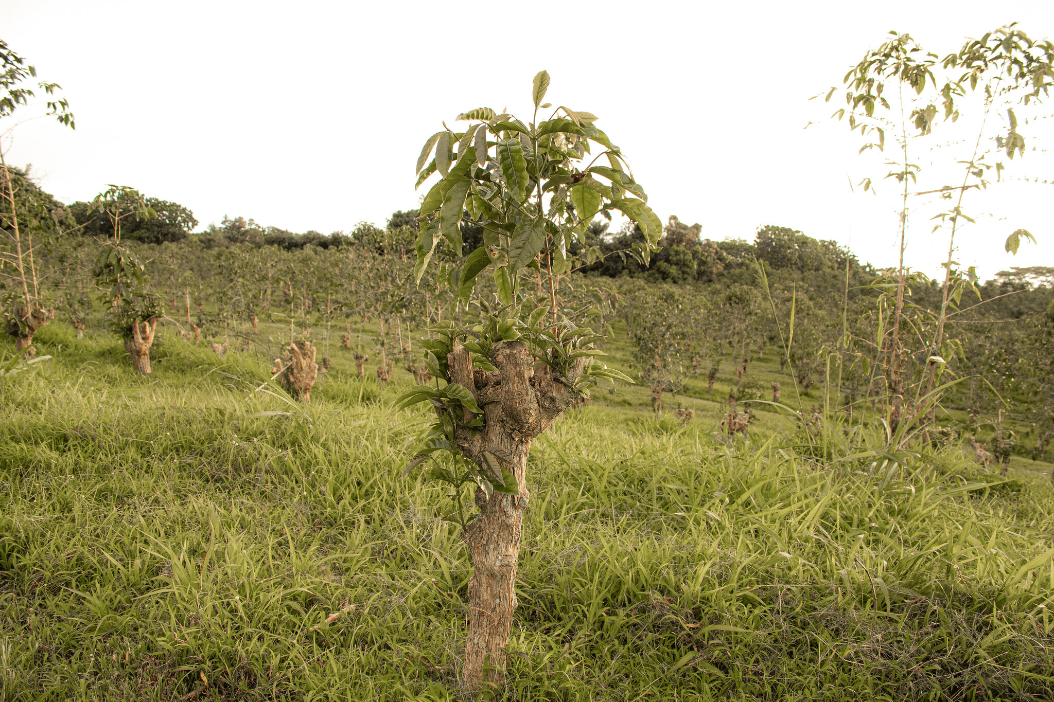 Farming 09: Pruning Techniques, Shaping Coffee Trees - Helena Coffee Vietnam