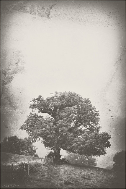 El arbol eterno - The eternal tree