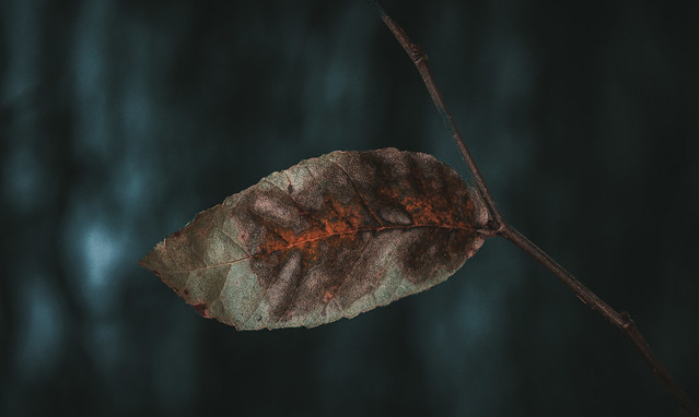 drama leaf