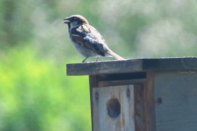 sparrow singing in high summer