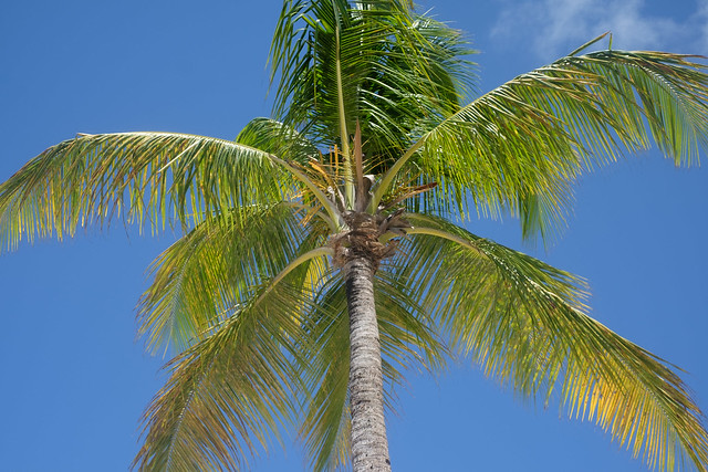 Coconut tree in the West Indies (guadeloupe)