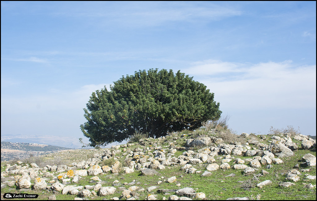 Carob Tree - Israel North 2023-01-11 IZE-004