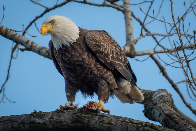 Bald Eagle in Hackensack