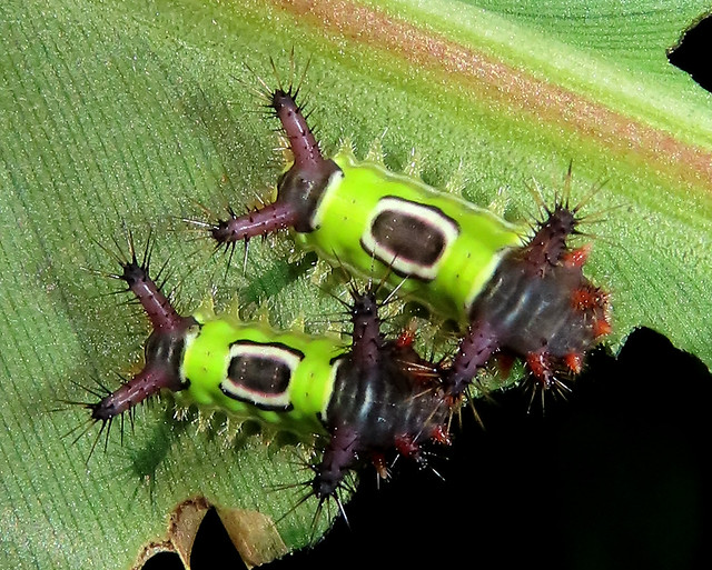 Acharia hyperoche (Lepdidoptera Limacodidae)