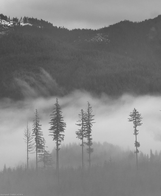 The remaining Forest guardians Powell River BC