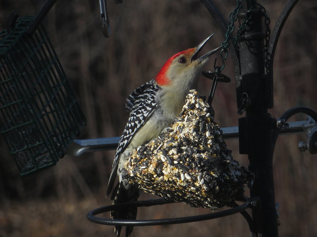 Male Red-bellied Woodpecker various photographic images IMG_6334