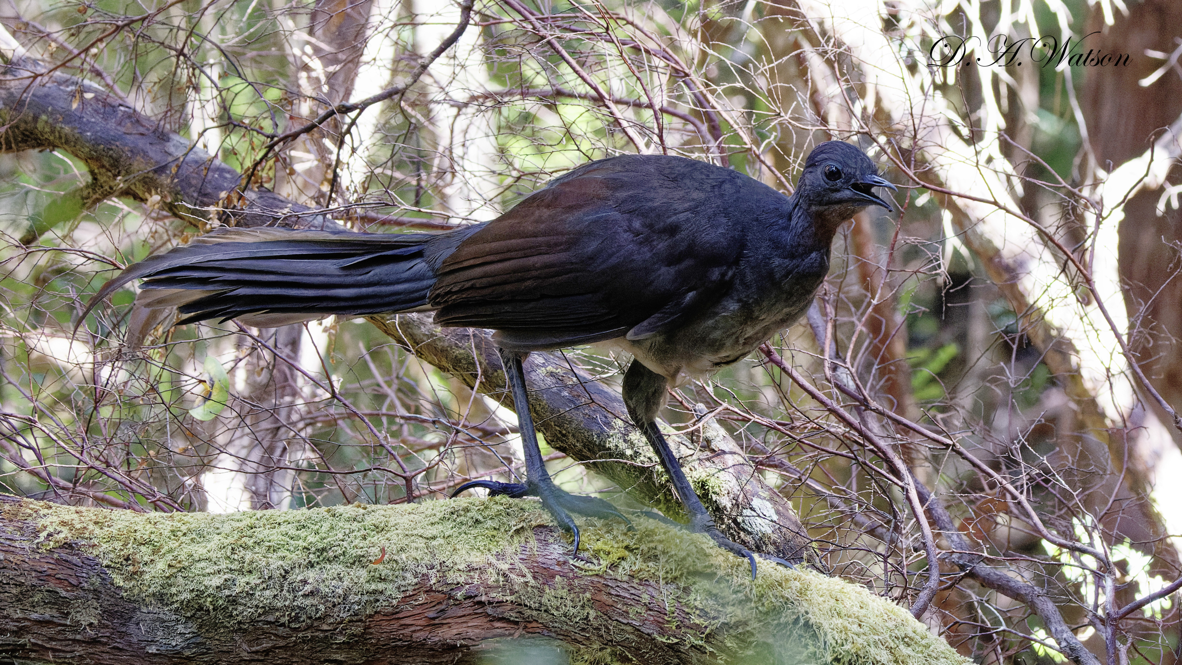 Superb Lyrebird (Menura novaehollandiae)