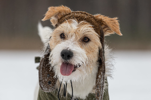 Portrait of Jack Russell Terrier