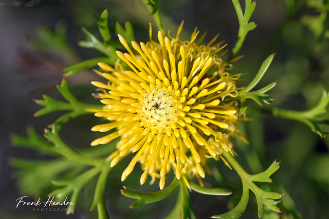 This beautiful plant is native only to eastern NSW. Isopogon anemonifolius.