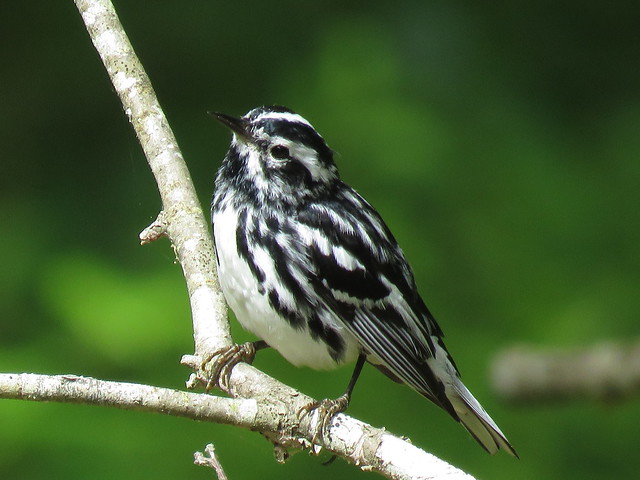 Black and White Warbler  m