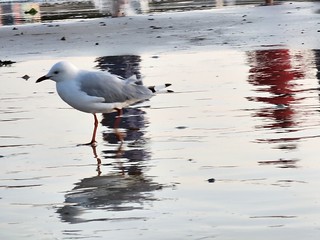 Seagull strutting on Brighton Beach after sunset on a cool Summer Friday - close