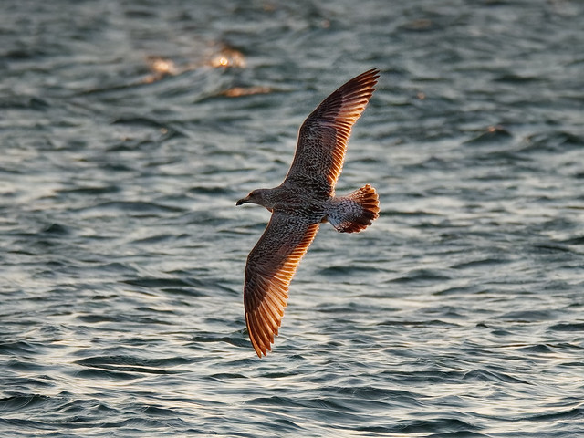 Seagull in flight (@sunset)