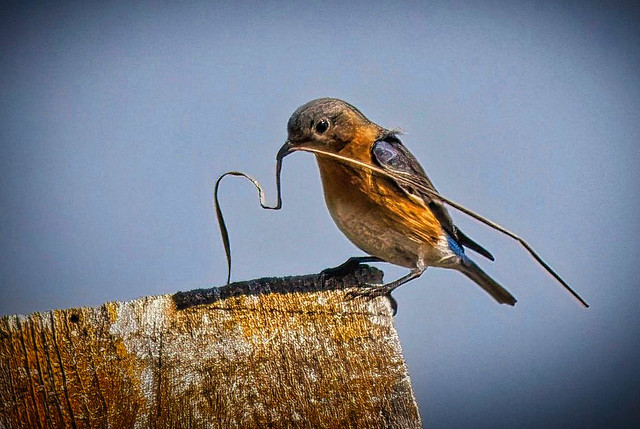 Eastern Bluebird with Nest Material