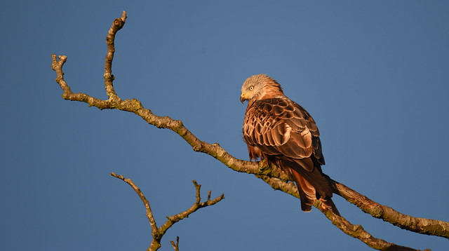 Red Kite near River Loddon By Ron's Hide