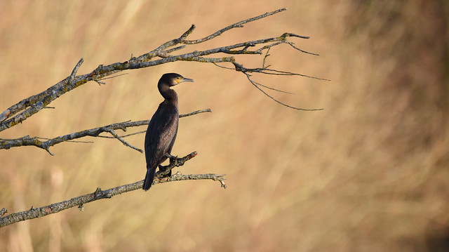 Early Morning Cormorant at White Swan Lake