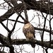 Flickr photo 'Perfect Perch for a Red-tailed Hawk' by: Phil's 1stPix.