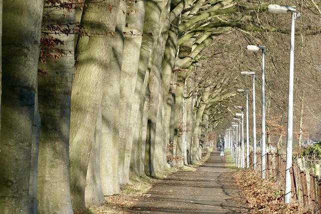 Trees and lampposts