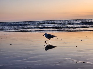 Seagull strutting on Brighton Beach after sunset on a cool Summer Friday