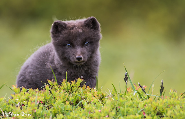 Refur - Arctic fox - Alopex lagopus
