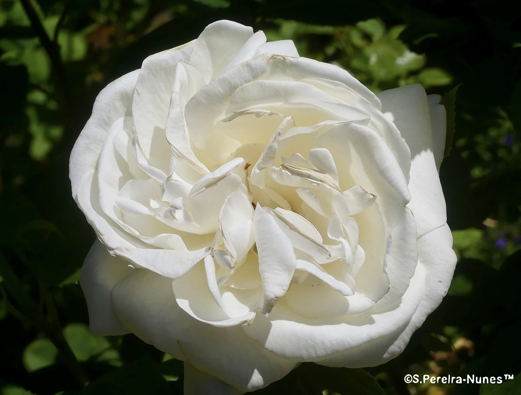 Magnificent macro of a white rose, UBC, Greater Vancouver, Canada