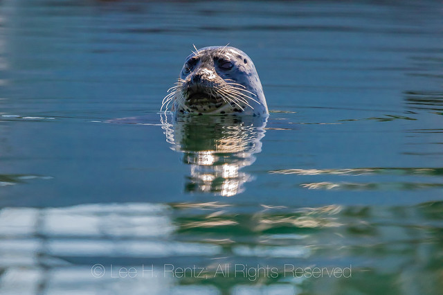Harbor Seal on the Oregon Coast