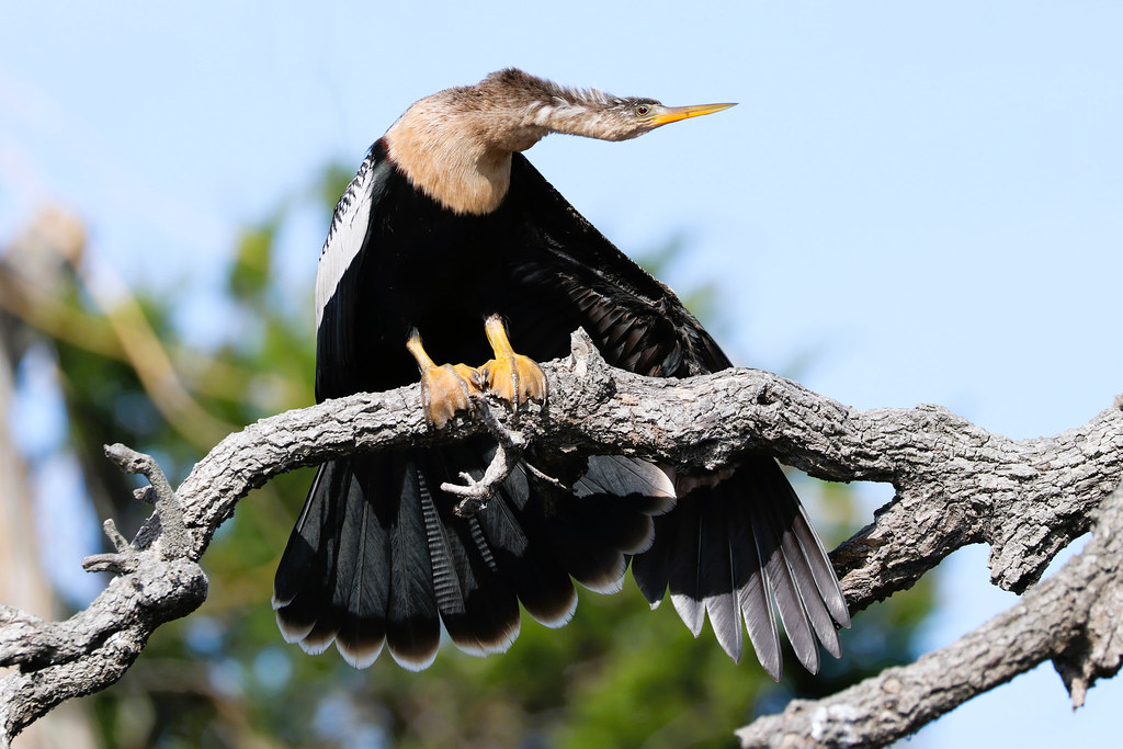 Anhinga | This Bird is also known as the Snakebird, Dater, A… | Flickr
