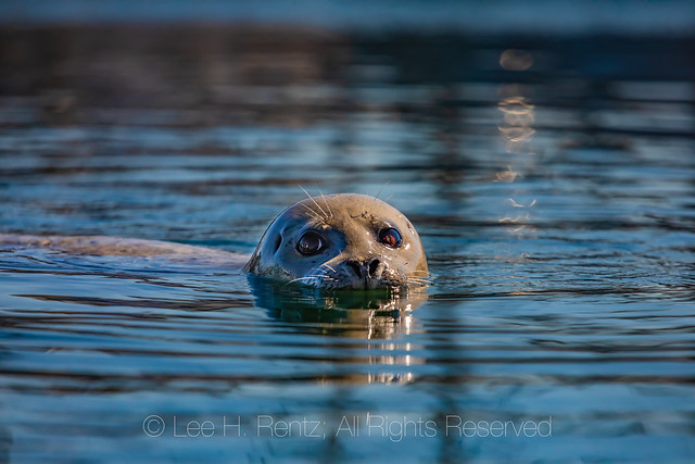Harbor Seal on the Oregon Coast