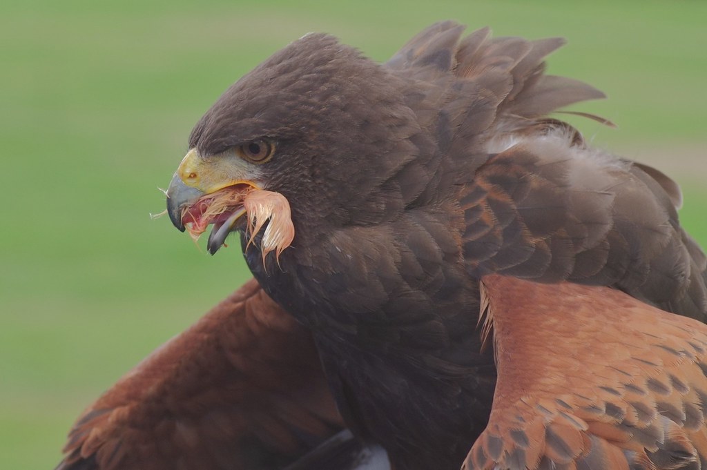 Harris's Hawk - Parabuteo unicinctus