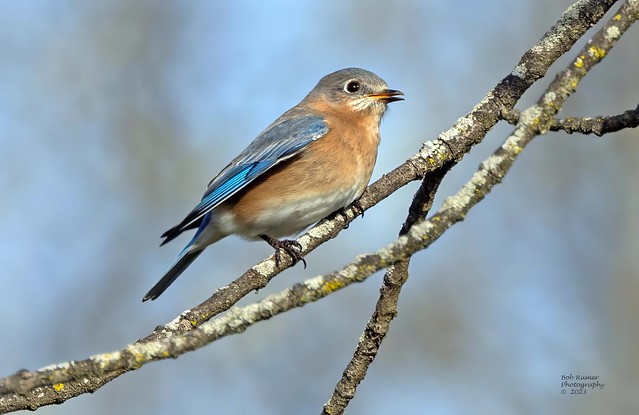 Eastern Bluebird Male.