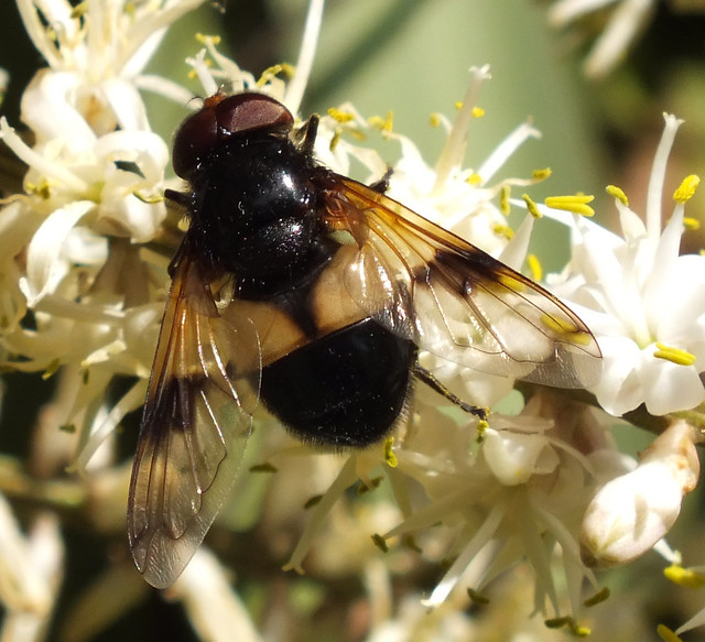 Pellucid fly (Volucella pellucens) male