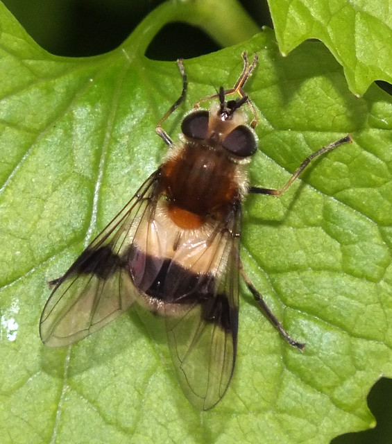 Hoverfly (Leucozona (Leucozona) lucorum) female