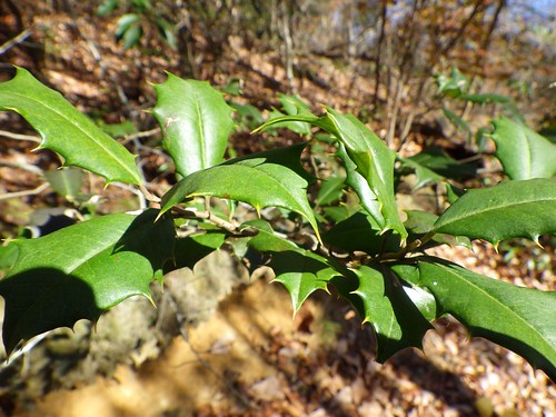 Photo of American holly